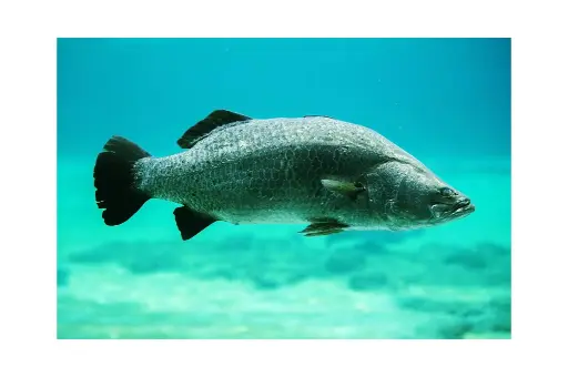 Alive Australian Sea bass | سيباس استرالي حي